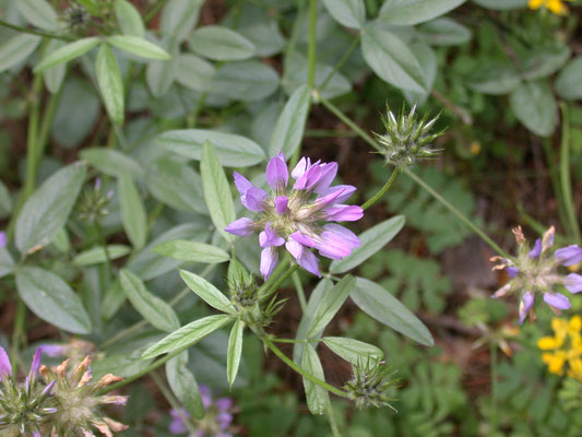 Trifolium medium - Bochtige klaver