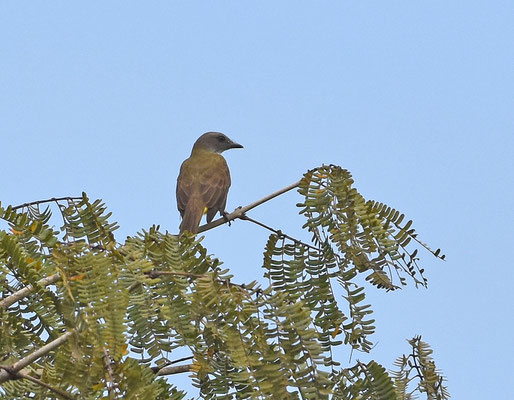 Sulphurous flycatcher