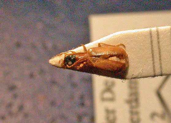 Demetrias atricapillus