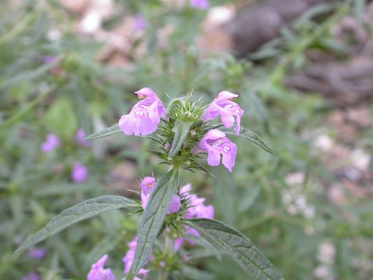 Galeopsis angustifolia - Smalle raai