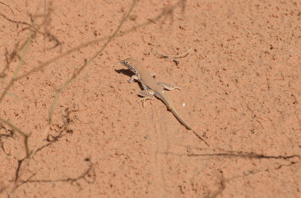 Acanthodactylus aegyptius