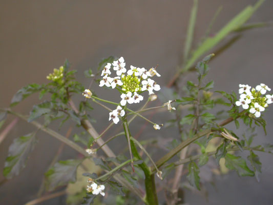 Rorippa microphylla - Slanke waterkers