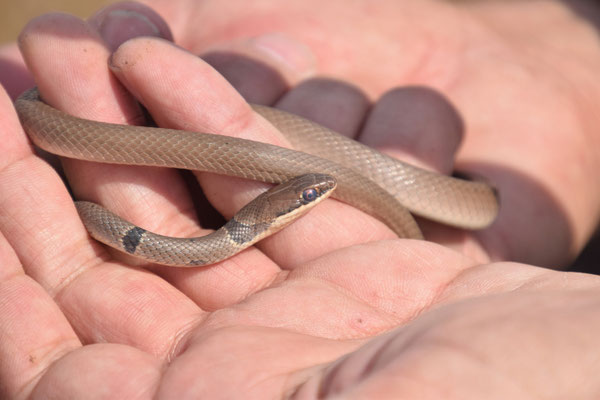 Platyceps collaris