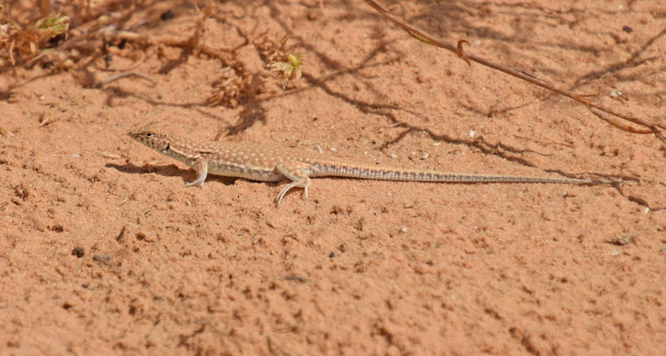 Acanthodactylus scutellatus