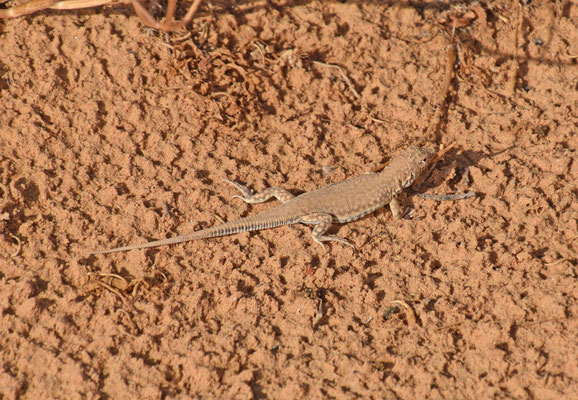 Acanthodactylus scutellatus