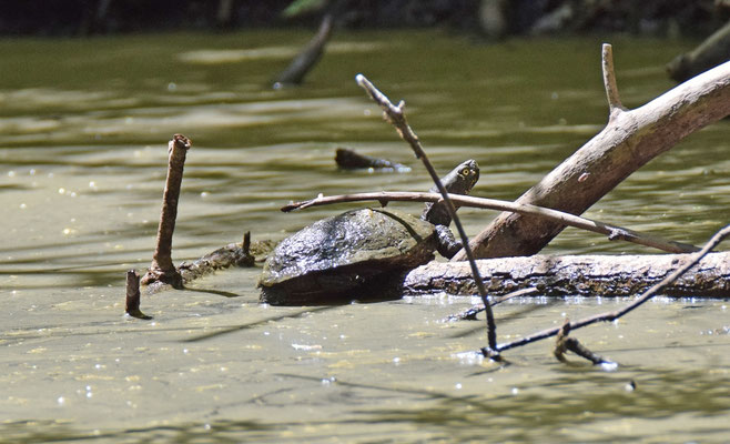 Europese moerasschildpad (Emys orbicularis)
