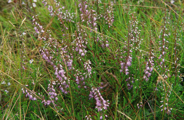 Calluna vulgaris - Struikheide