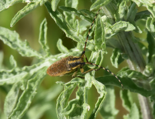 Agapanthia dahlii