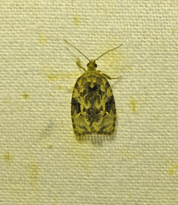 Apotomis lineana - Bruine marmerbladroller