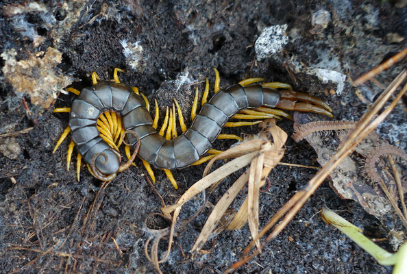 Scolopendra cingulata