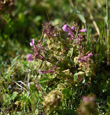 Moeraskartelblad