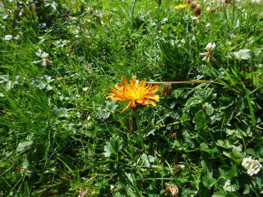 Crepis aurea