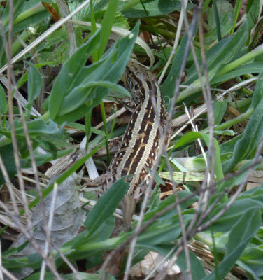 Zandhagedis (Lacerta agilis)