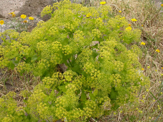 Smyrnium olusatrum - Zwartmoeskervel
