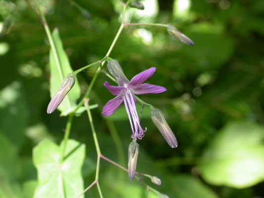 Prenanthes purpurea