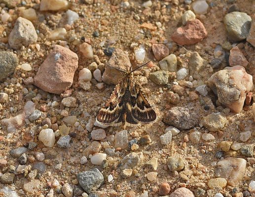 Synaphe moldavica