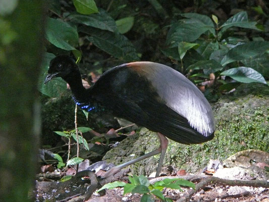 Gray-winged Trumpeter