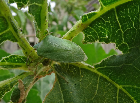 Nezara viridula - Zuidelijke groene schildwants