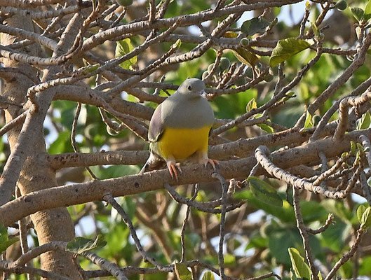 Treron waalia - Bruce's Green-Pigeon