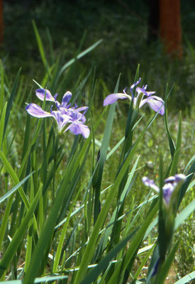 Iris virginica - Southern Iris