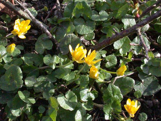 Ranunculus ficaria - Speenkruid
