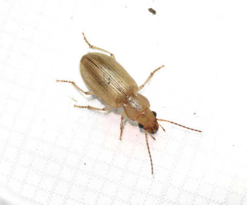 Dicheirotrichus gustavi - Gewone kwelderloper