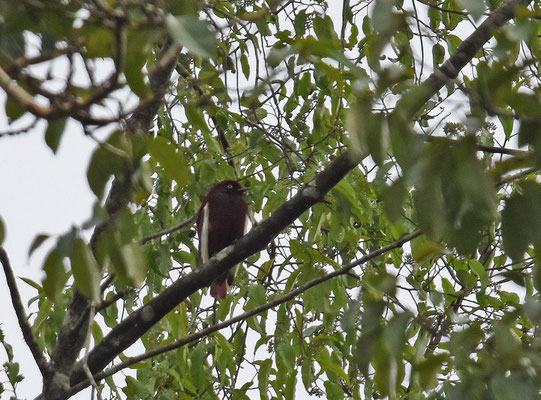 Pompadour Cotinga