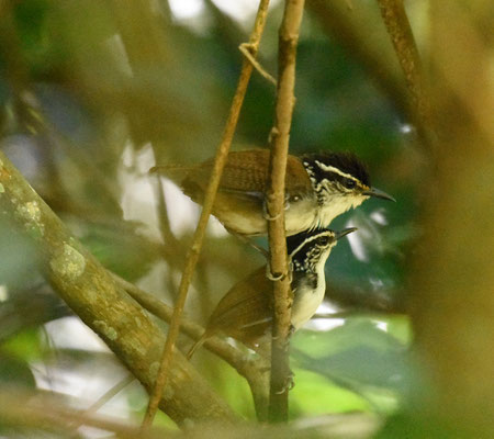 White-breasted Wood-Wren