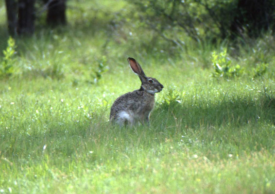 Black-tailed Jack Rabbit