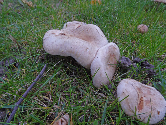 Lactarius pubescens - Donzige melkzwam