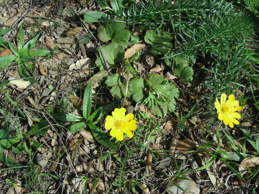 Anemone palmata