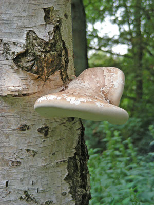 Piptoporus betulinus - Berkenzwam