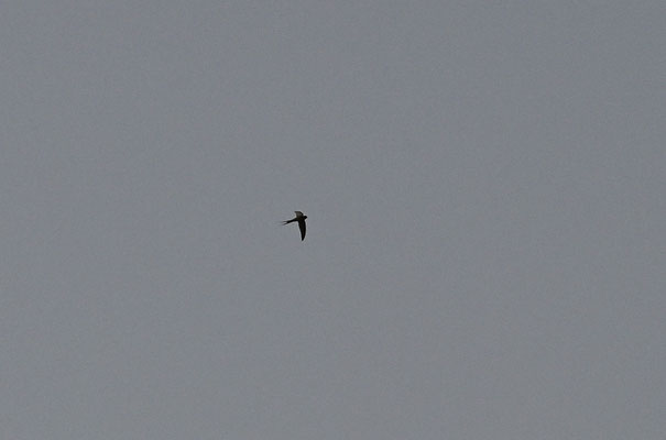 Cypsiurus parvus - African Palm-Swift