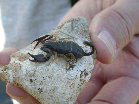 Euscorpius flavicaudis