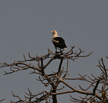 Gypohierax angolensis - Palm-nut Vulture