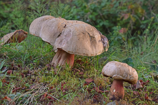Rubroboletus legaliae - Fraaie roodnetboleet