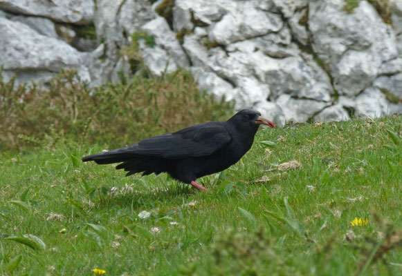 Alpenkraai