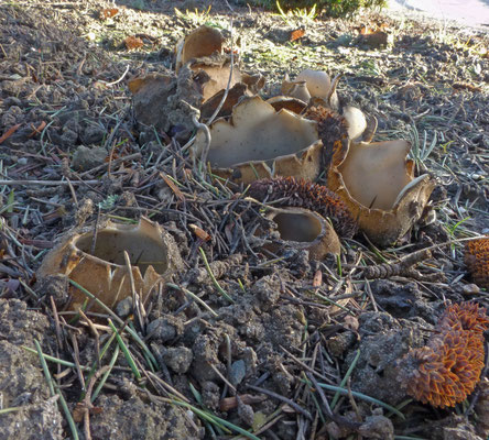 Geopora sumneriana - Cedergrondbekerzwam