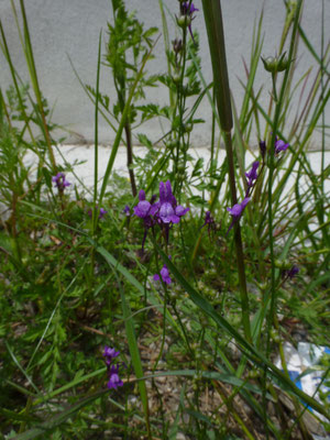 Linaria pelisseriana