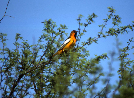 Northern Oriole