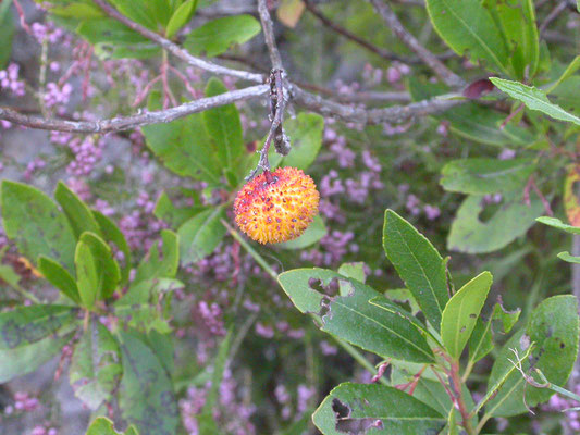 Arbutus unedo - Aardbeiboom