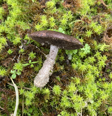 Agaricus devoniensis - Zeeduinchampignon