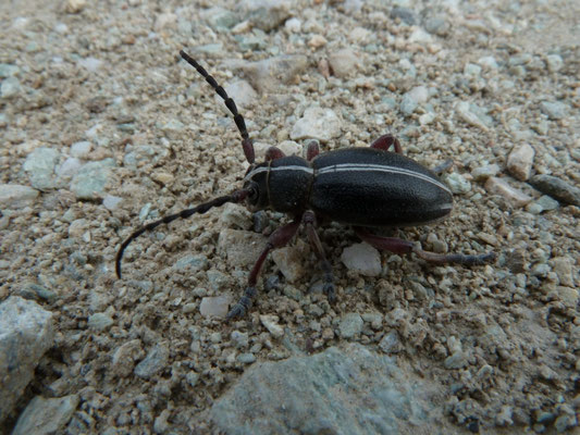 Dorcadion molitor