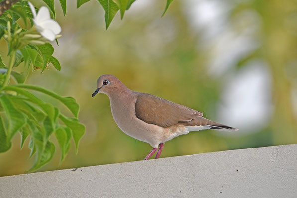 White-tipped Dove
