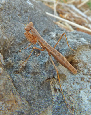 Geomantis larvoides