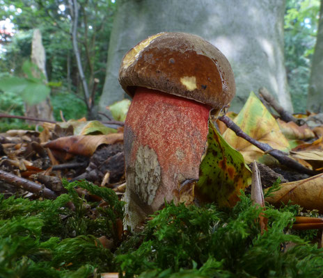 Neoboletus erythropus - Gewone heksenboleet