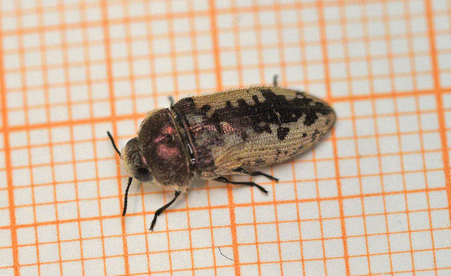 Acmaeodera pilosellae