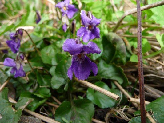 Viola odorata - Maarts viooltje