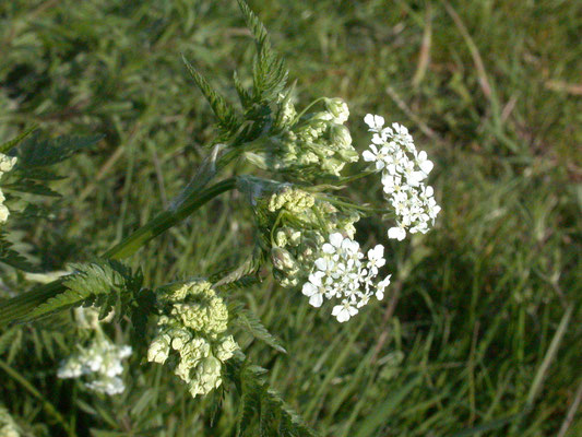 Anthriscus sylvestris - Fluitenkruid