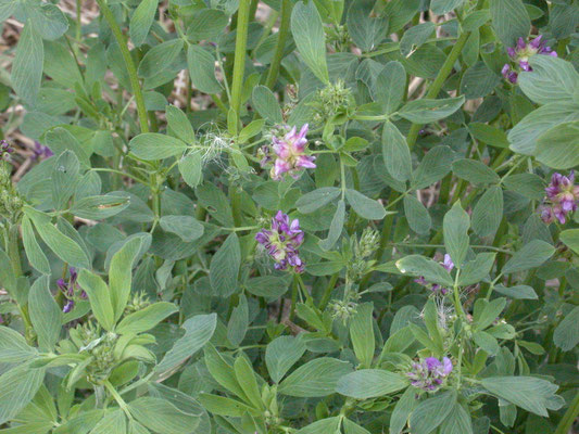 Medicago sativa sativa - Luzerne
